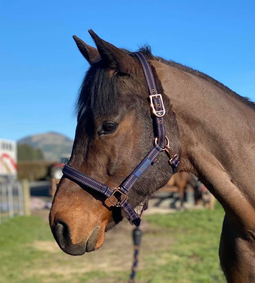 GoLeyGo Horse Halter