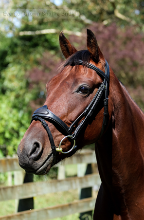 Eventor Crown Snaffle Bridle