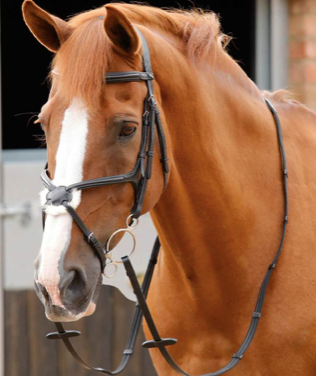 Glorioso Grackle Bridle