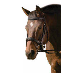 Henri de Rival Pro Padded Raised Dressage Bridle with Crank Flash Noseband and Web Reins
