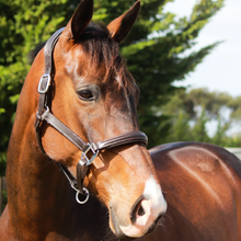 Load image into Gallery viewer, Lumiere Alize Leather Halter
